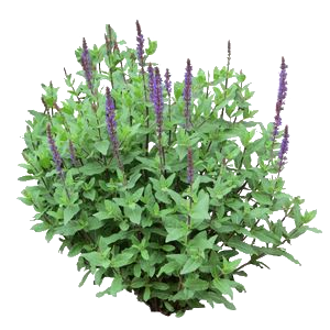 lavanda